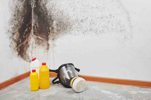 Attic Mold Removal in Florida, NY