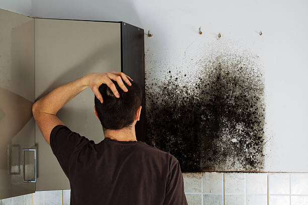 Best Attic Mold Removal  in Florida, NY